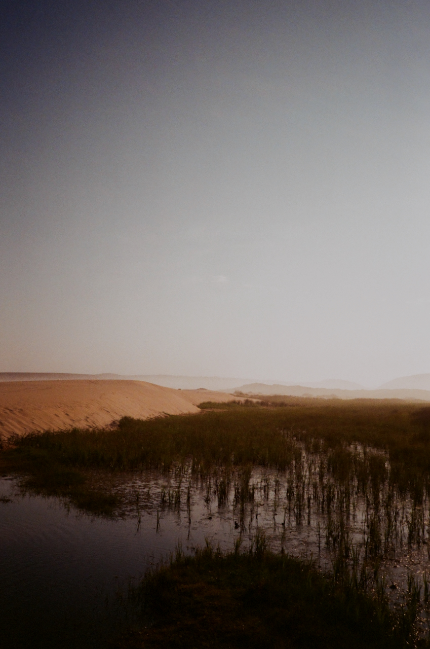 A tranquil scene of a marshy area with a body of water, a skyline in the background, and a clear sky
