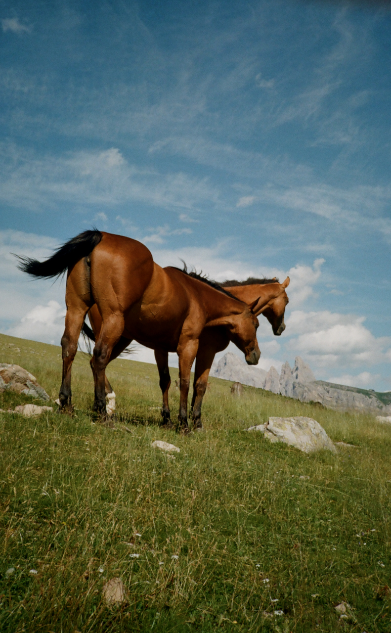 Two horses in a grassy field