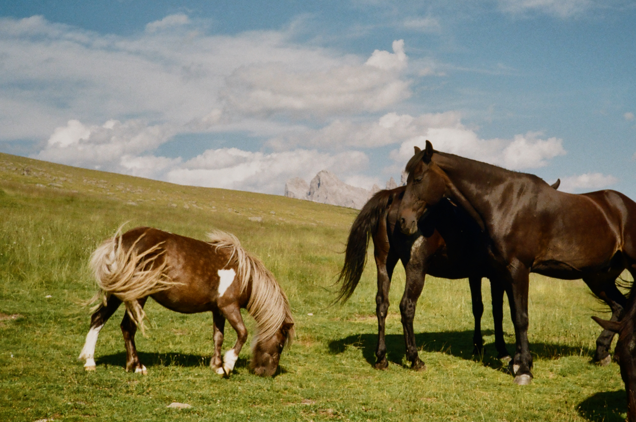 Two horses standing in a grassy field