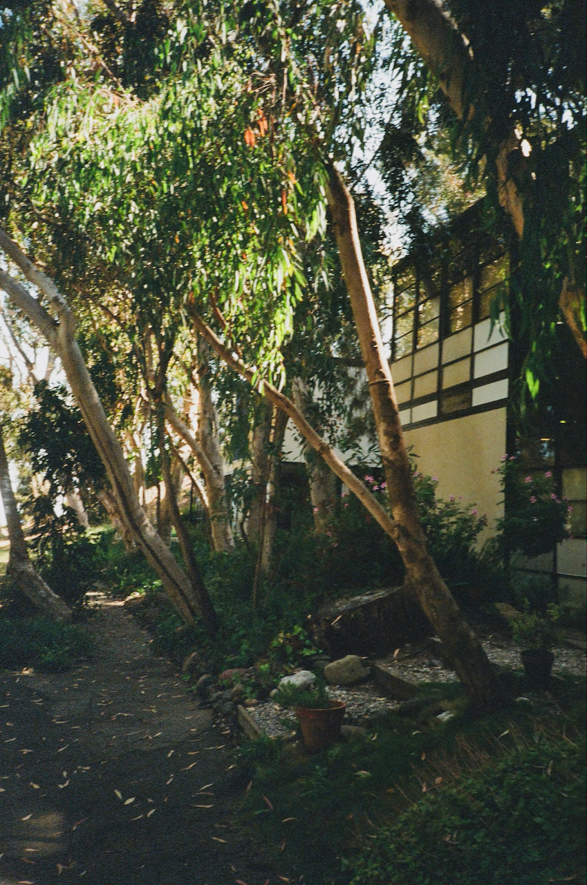A serene outdoor setting with a row of tall, slender trees providing shade over a pathway, leading to a building with a Japanese-style garden
